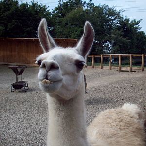 Llama