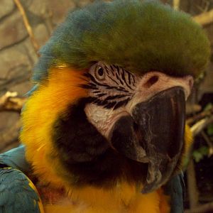 Blue & Yellow Macaw