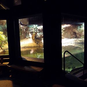 RainForest Building - Gharial/Turtle Exhibit