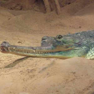 RainForest Building - Gharial