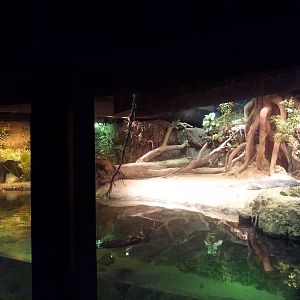 RainForest Building - Gharial/Turtle Exhibit