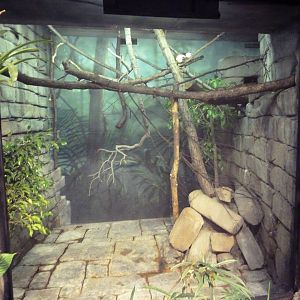 RainForest Building - Pied Tamarin Exhibit