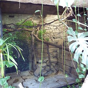 RainForest Building - Geoffrey's Tamarin Exhibit