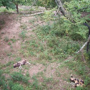 Overview of African Wild Dogs Exhibit