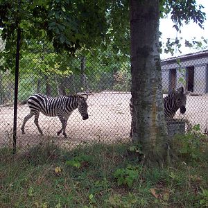 Zebra Exhibit