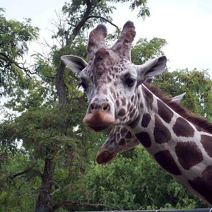 Reticulated Giraffes