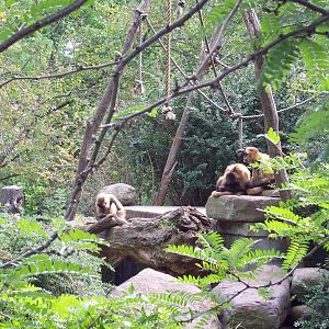 Spider Monkey Island