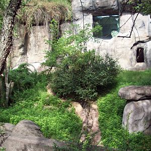 Gorilla Outdoor Exhibit