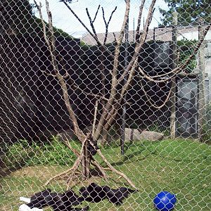 Siamang Exhibit
