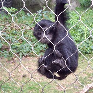 Merlin: Baby Siamang