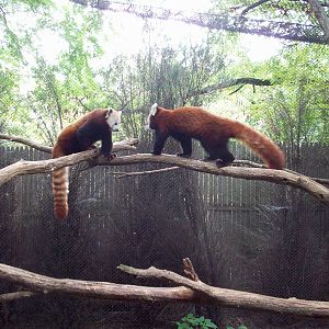 Active Red Panda Pair