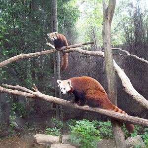 Red Panda Exhibit