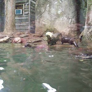 Getting Ice Block Enrichment