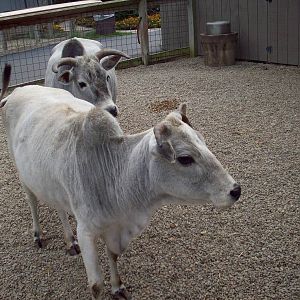 Zebu