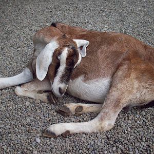 Sleeping Goat