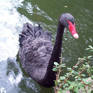 Black Swan