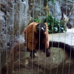 Ruffed Lemur
