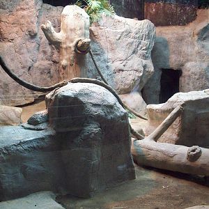 Indoor Gorilla Exhibit