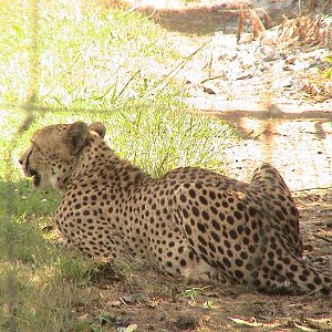 Cheetah Hamilton Zoo 2008