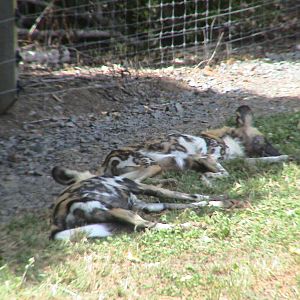 African wild dogs - Hamilton Zoo 2008
