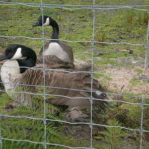 Canadian Geese