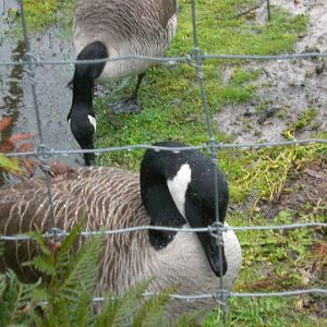 Canadian Geese