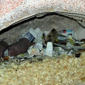 Kingdoms of the Night-Naked Mole Rats