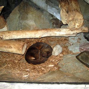 Kingdoms of the Night-Fossa