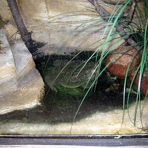 Kingdoms of the Night-African Bullfrog