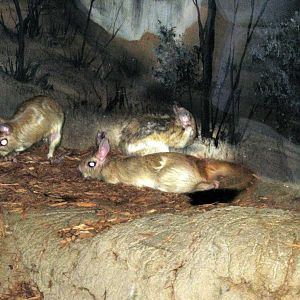 Kingdoms of the Night-Springhares