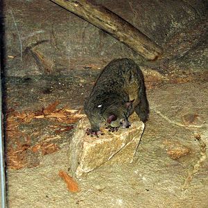 Kingdoms of the Night-Greater Galago