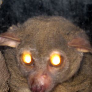 Kingdoms of the Night-Greater Galago