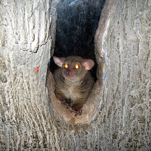 Kingdoms of the Night-Greater Galago