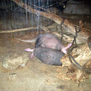 Kingdoms of the Night-Aardvarks