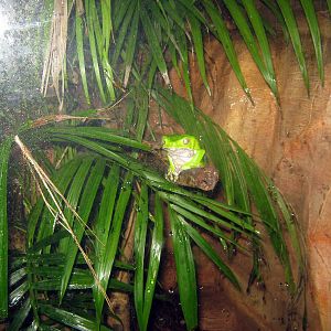 Kingdoms of the Night-Tree Frog