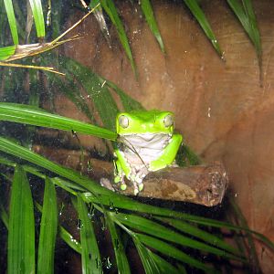 Kingdoms of the Night-Tree Frog
