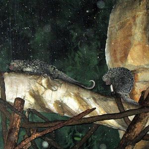 Kingdoms of the Night-Prehensile-tailed Porcupines