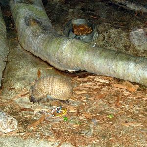 Kingdoms of the Night-Three-banded Armadillo