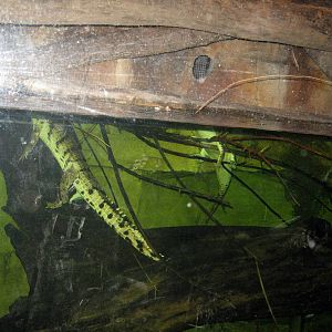 Kingdoms of the Night-Crocodile