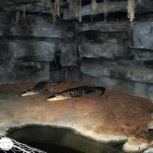 Kingdoms of the Night-American Alligator