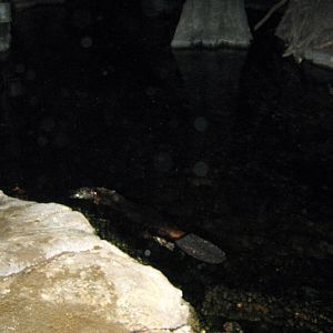 Kingdoms of the Night-Beaver