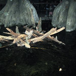 Kingdoms of the Night-Swamp