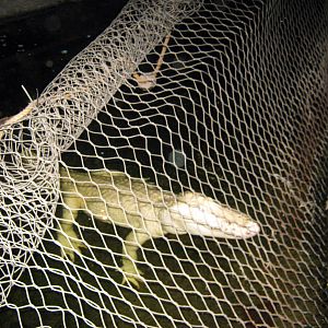 Kingdoms of the Night-White Alligator