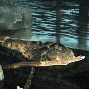 Kingdoms of the Night-Nutrias