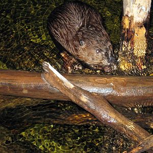 Kingdoms of the Night-Beaver