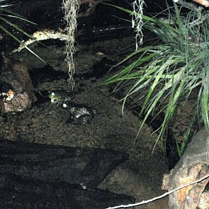 Kingdoms of the Night-Bullfrogs