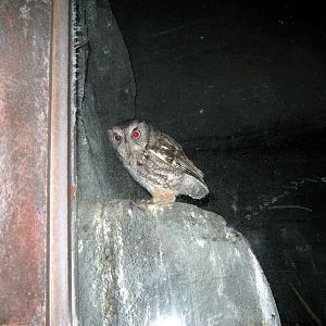 Kingdoms of the Night-?Eastern Screech Owl