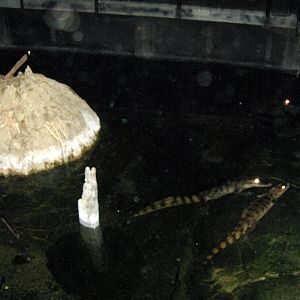 Kingdoms of the Night-Spectacled Caimans