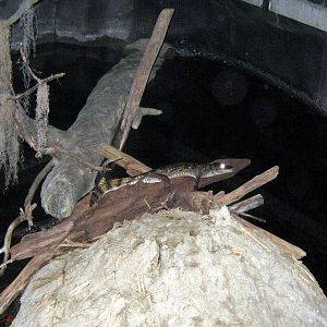 Kingdoms of the Night-Spectacled Caiman