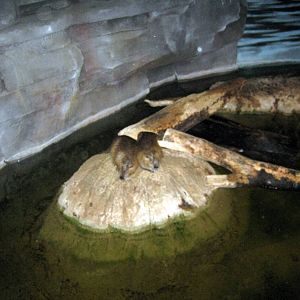 Kingdoms of the Night-Nutrias